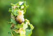 snail in cabbage