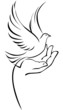 Dove on hand