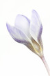 Spring crocus flower