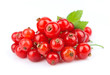 Ripe red currant