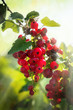 leckere Johannisbeeren