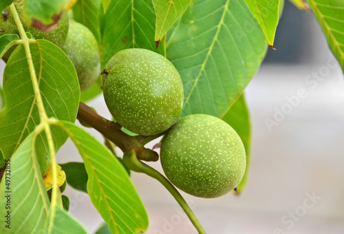 Photo: Walnut tree (Juglans regia) branch with fruit Walnut tree (Juglans regia) branch with fruit