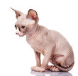 The Canadian sphynx. isolated on white background