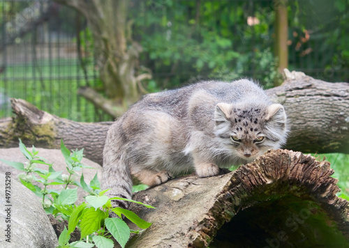 Photo: Pallas's cat (Otocolobus Manul) Pallas's cat (Otocolobus Manul)