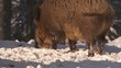 Wildschweine im Winterwald