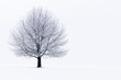 Winter landscape