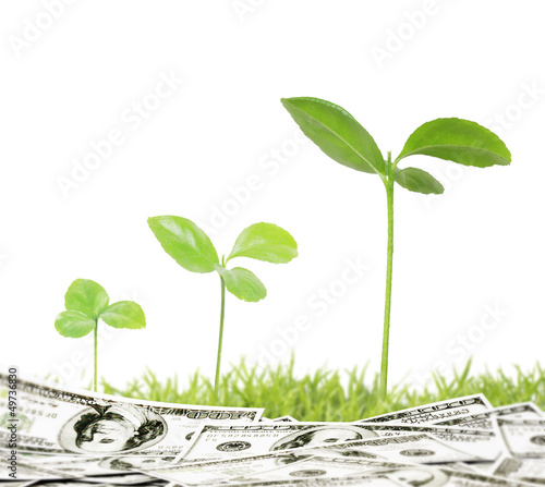 Photo: plant in a grass plant in a grass