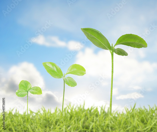 Photo: plant in a grass plant in a grass