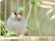 豆苗を喰む文鳥