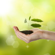 Woman's hand with young plant in soil over nature background