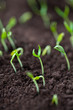 paprika seedlings