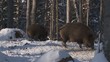 wildschweine