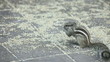 Chipmunks searching food on the pavement.