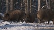 wildschweine