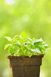 Green sweet basil plant