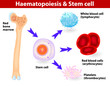 Stem cells & Haematopoiesis