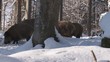 wildschweine