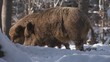 wildschweine