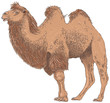 Camel