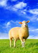 The golden sheep