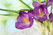 Beautiful purple crocuses on snow, on green background