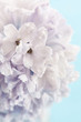 hyacinth