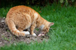 Katze