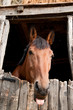 Funny face - funny horse portrait