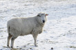 Schaf im Winter