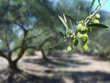 Green olives on the tree