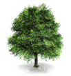 Green tree