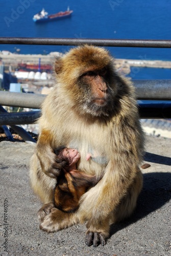 Photo: Barbary ape, Gibraltar © Arena Photo UK Barbary ape, Gibraltar © Arena Photo UK