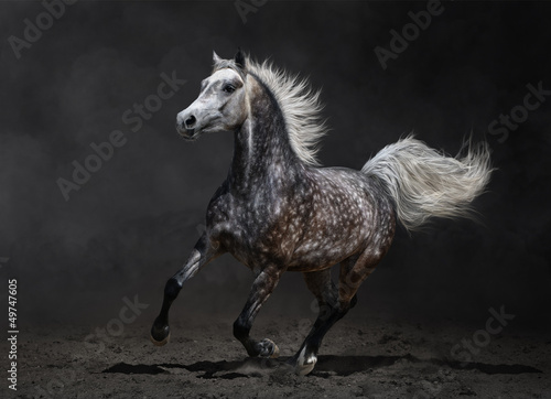 Photo: Gray arabian horse gallops on dark background Gray arabian horse gallops on dark background