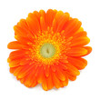 gerbera daisy