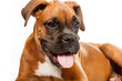 German Boxer puppy