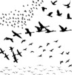 Silhouette a flock of birds
