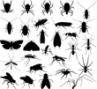 Silhouette household pests