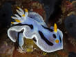 nudibranch on coral