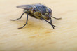 Close up of a  House Fly