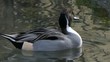 Northern Pintail male. Codone maschio.