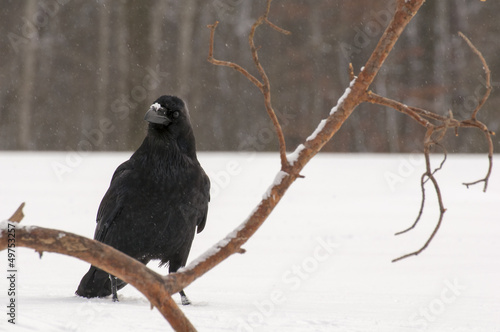 Photo: Raven Raven