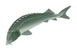 Vector: sturgeon sturgeon