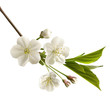 Vector: Cherry flowers Cherry flowers