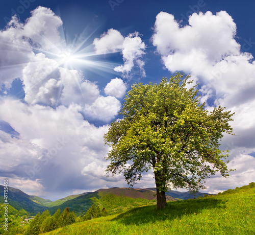 Photo: Flowering pear tree in spring in the mountains Flowering pear tree in spring in the mountains