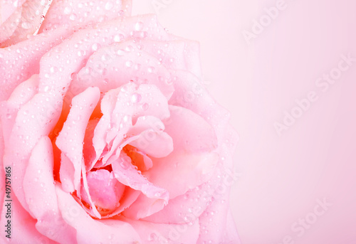 Photo: Pink rose background Pink rose background