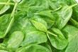 Photo: fresh spinach leaves with drops close up fresh spinach leaves with drops close up
