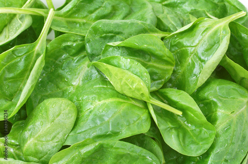Photo: fresh spinach leaves with drops close up fresh spinach leaves with drops close up