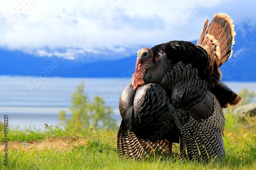 Photo: Eastern Turkey in full strut near Anchorage Alaska, Cook Inlet Eastern Turkey in full strut near Anchorage Alaska, Cook Inlet