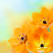 Photo: Spring sun star flowers Spring sun star flowers