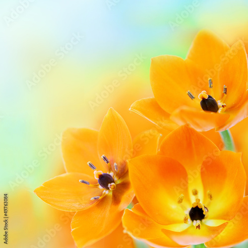 Photo: Spring sun star flowers Spring sun star flowers